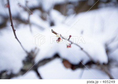 雪と梅のつぼみ 雪と梅のつぼみ 405249