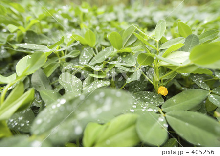 雨上がりの落花生畑 雨上がりの落花生畑 405256