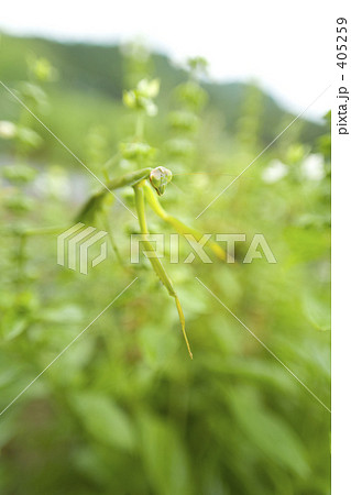 カマキリ正面 カマキリ正面 405259