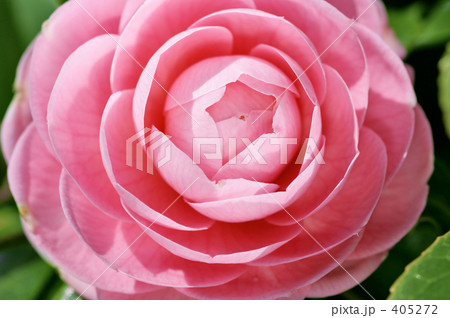 乙女椿 乙女椿 405272