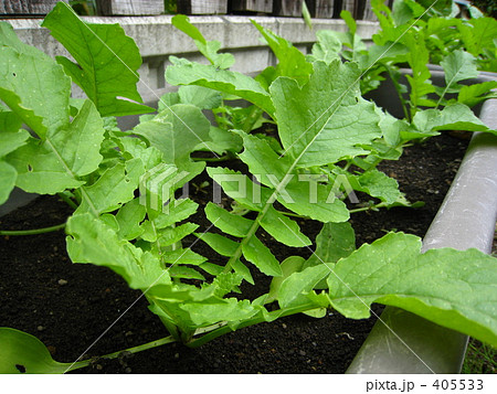 大根の葉。 大根の葉。 405533