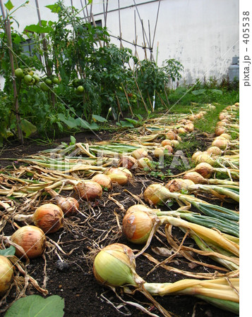玉ねぎの収穫。 405538