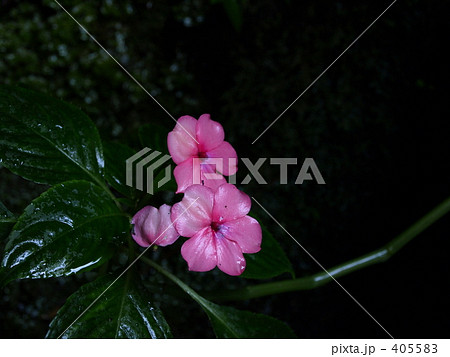 水滴に濡れたインパチェンスの花 405583