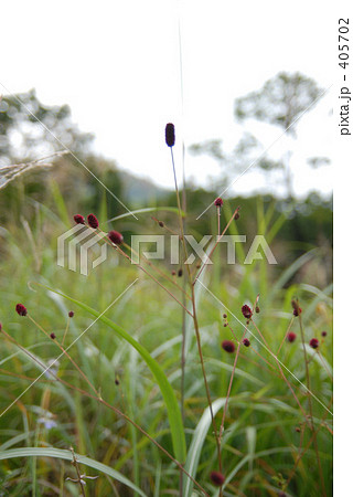 吾亦紅 吾亦紅 405702