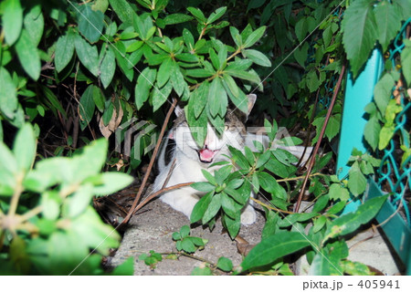 百獣の王? 百獣の王? 405941