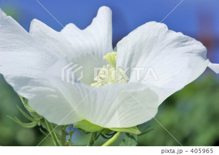 白花芙蓉 白花芙蓉 405965