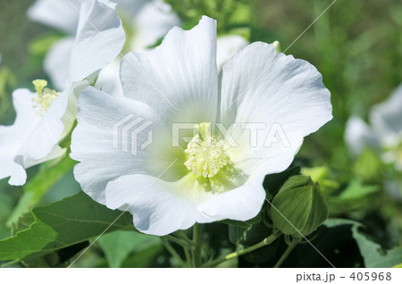 白花芙蓉 405968