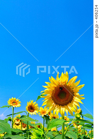 向日葵０１ 406254