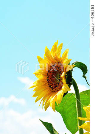 向日葵０６ 406261