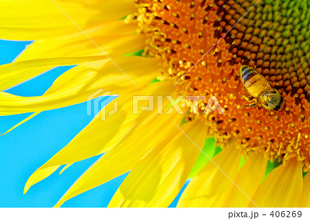 向日葵１１ 406269