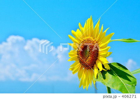 向日葵１３ 406271