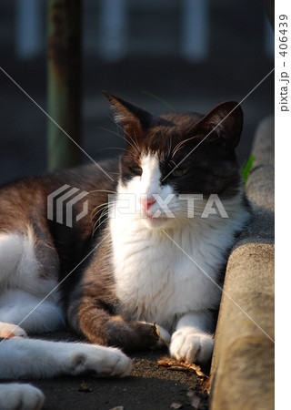 のらねこ　#1 406439