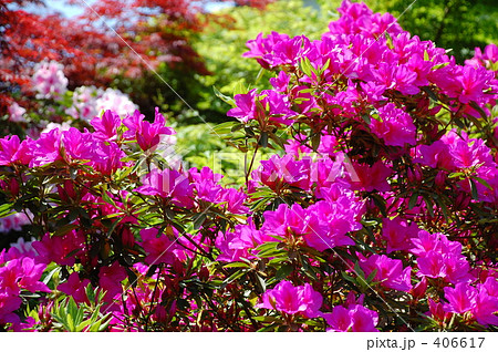 つつじ 406617