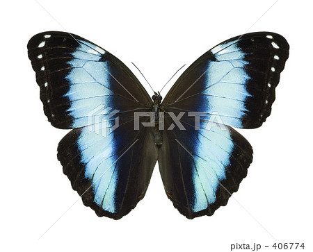 アキレスモルフォ蝶の写真素材 [406774] - PIXTA