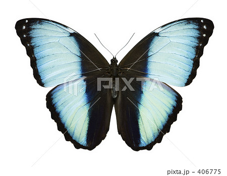 バトクロスモルフォ蝶 バトクロスモルフォ蝶 406775