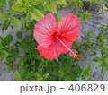 ハイビスカス 406829