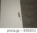 ヤモリ 406831