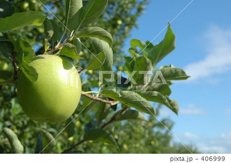青りんご 406999