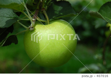 青りんご 407016