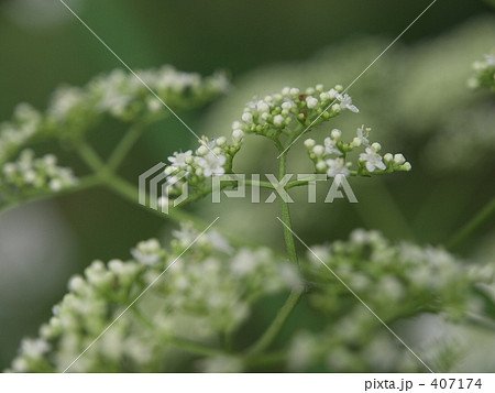 オトコエシ 407174