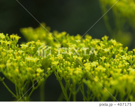 オミナエシ 407175