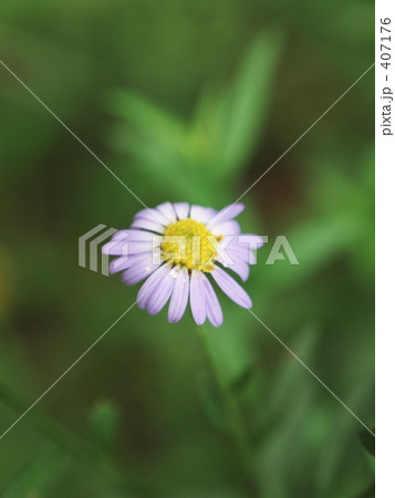 カントウヨメナ 407176