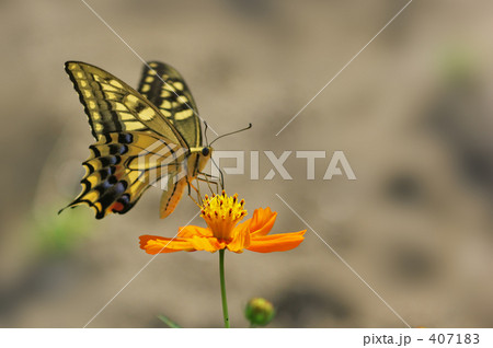 キアゲハとキバナコスモス 407183