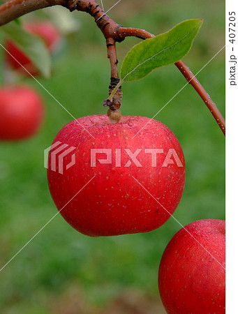 真っ赤なりんご 407205