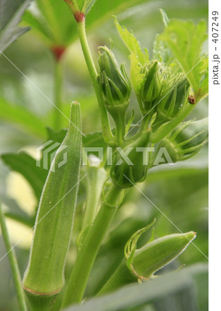 育つオクラの実 407249