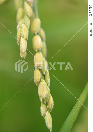 膨らむ米粒 407250