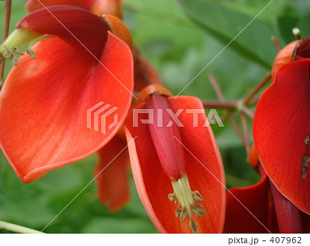 花 407962