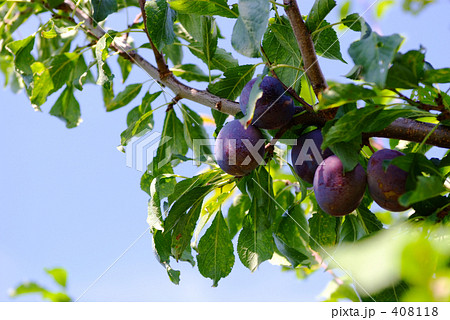 ベイラー ベイラー 408118