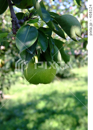 ラフランス 408124