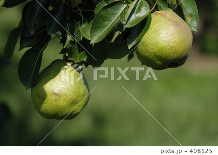 ラフランス ラフランス 408125