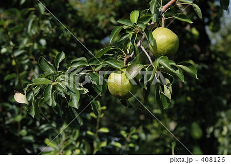 ラフランス 408126