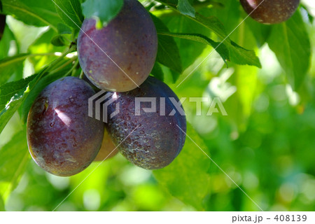 木漏れ日とプルーン 408139