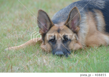 0809犬 0809犬 408855