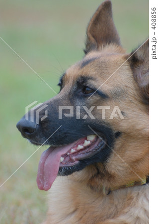 0809犬 0809犬 408856