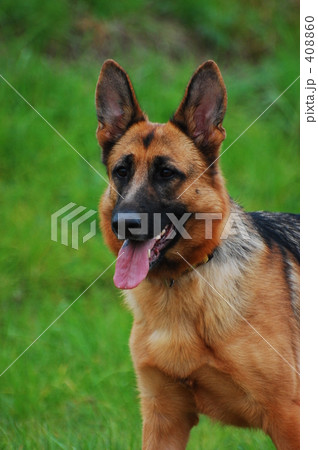 0809犬 0809犬 408860