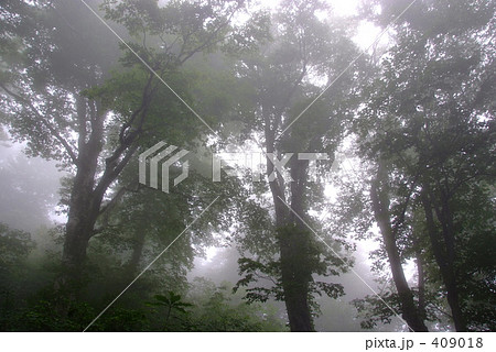 霧のブナ林 409018