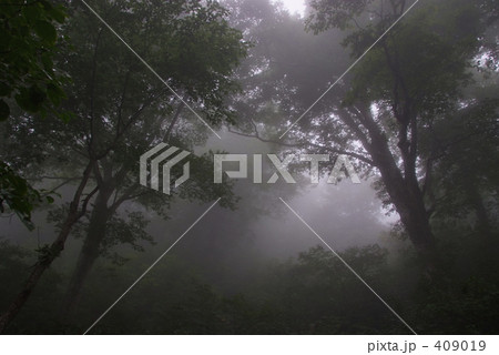 霧の原生林 409019