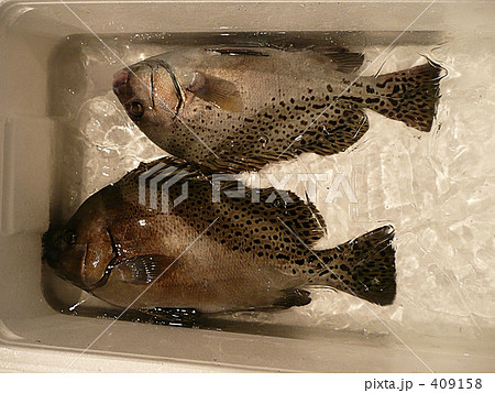 漁港のコショウダイ 409158