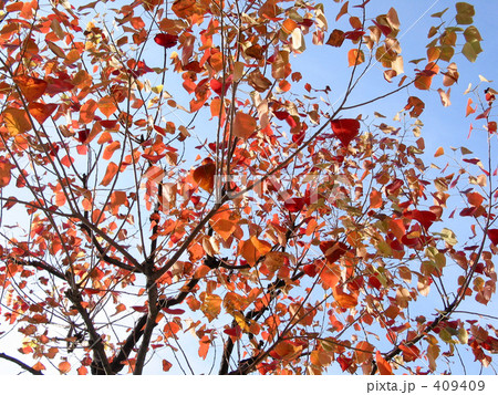 街路樹の秋 409409