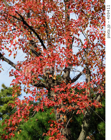 赤く染まる葉 赤く染まる葉 409411