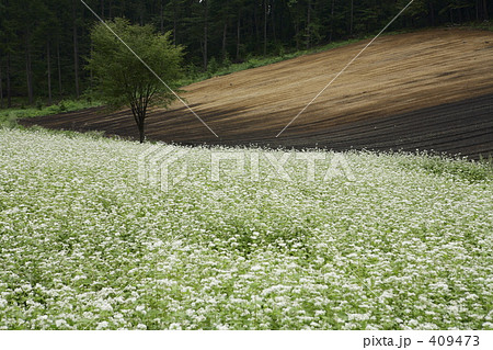 蕎麦畑 409473