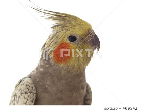 オカメインコ（顔） 409542