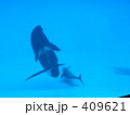 追いかけっこ 409621
