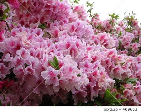 ツツジ 409653