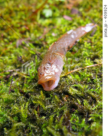 清流に棲息するカジカ 清流に棲息するカジカ 409924