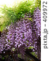 藤の花 409972